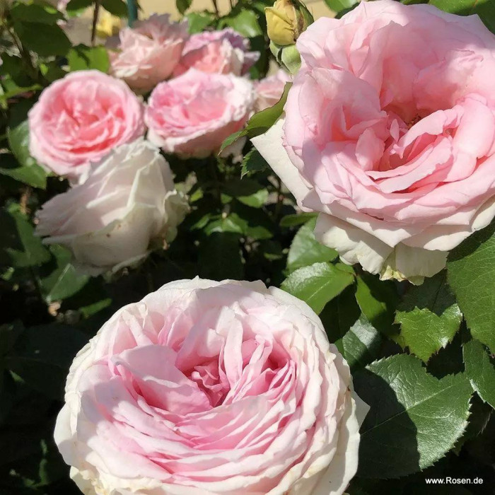 MAINE ROSE®